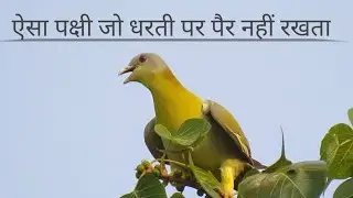 ऐसा पक्षी जो जमीन पर पैर कभी नहीं रखता है