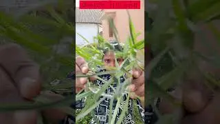 see🌳 through the nature | creative photography ideas | photography in tamil | 