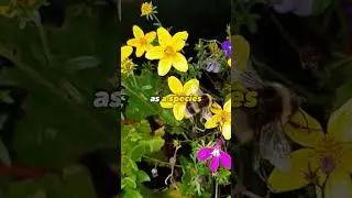 Do not kill bees.