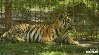 Spooked! Jasmine tiger at Big Cat Rescue.