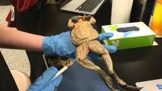 Frog Dissection 4