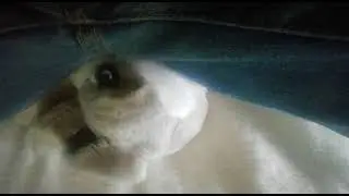 girl can't stop farting - plushie farts part 2