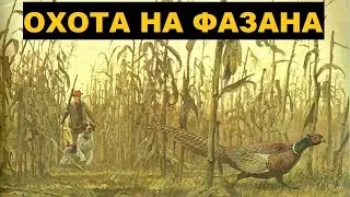 💥КАК ОХОТИТЬСЯ НА ФАЗАНА? ОДНА ИЗ САМЫХ РОСКОШНЫХ ОХОТ.