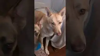 Funny dogs Maya & Alex