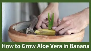 How to Grow Aloe Vera in a Banana | Urdu/Hindi | 2020