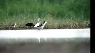 סעודה בבריכה תמירון, אנפת לילה, לבנית קטנה, מגלן, סיקסק - כפר מסריק  20.6.2024 צלם אבי צודקביץ