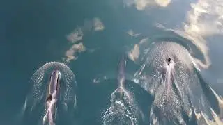 Orcas In The Hardangerfjord, Granvin 08.04.2022