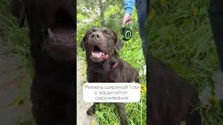 Поводок рулетка для выгула собак Pet-it 🦮