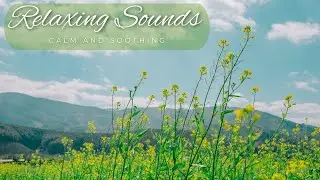 Relaxing Music - Calming and Soothing - No Ads