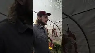 Mushroom Greenhouse Update 3-19-25. Done with first flush, identify failures and current fixes