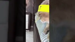 #cat #fup