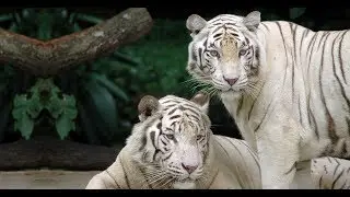 World's First White Tiger Safari & Zoo, Mukundpur