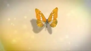 Project after effects - butterfly logo reveal