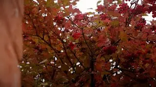 осенний день - autumn day. raw nature