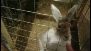 Зайка