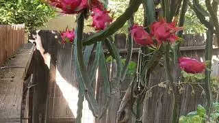 Dragon Fruit Climbs on a Guava Tree(Harvesting)