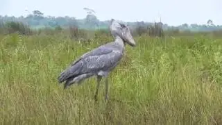 Birds of Uganda, Shoebill-Balaeniceps