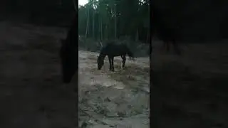 В Прикамье на трассе конь напоролся на штырь животом
