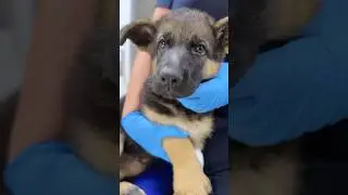 Достали игрушку из желудка щенка без разрезов