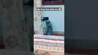 My cat was playing with me😀#trending #funny #shortsvideo #shortsfeed #cute #fypシ゚viral