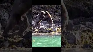 Savage Grizzly Bears Fight To Death #wildlife #grizzlybear #bears #shorts