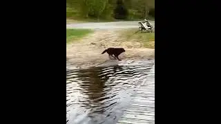 животные