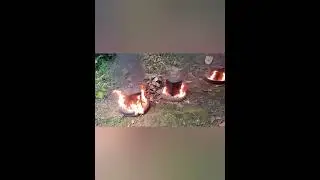 PADU!!!! Ayam bakar guna tong biskut dan tayar terpakai..Ayam jadi juicy dan lembut.
