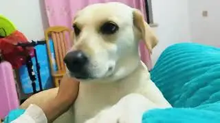 睡前不撒娇怎么能睡得着呢？#萌宠出道计划 #不养狗不知道养狗的乐趣 #狗狗的心思都写在脸上了