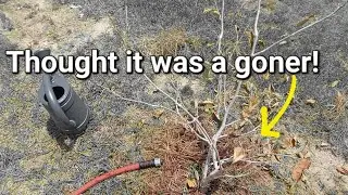 Thought Witch Hazel tree was a goner but kept watering!