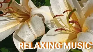 МУЗЫКА ДЛЯ ОТДЫХА И ЗДОРОВЬЯ  🌺 ЦВЕТОТЕРАПИЯ #музыка #music #relax