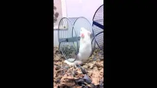 Mouse Wheel Fail