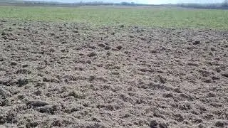 Ввод в оборот поля по технологии прямого сева горчицы белой.