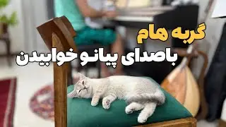 قدرت آرامش‌بخش پیانو 🎹🐱 |  گربه هام با صدای پیانو خوابیدن🥹