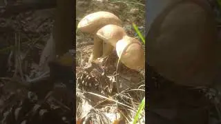 грибочки тройняшки)