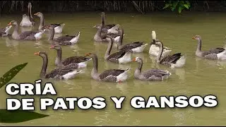 DUCKS AND GEESE