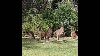 Kangaroo🦘 in the forest🌲🌲||#shorts #kangaroo #forest