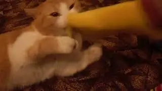 Играем с рыжим