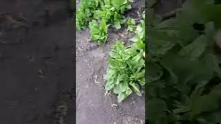 Вкусный щавель!#деревня#огород#еда