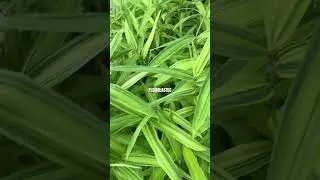 Bamboo Grass