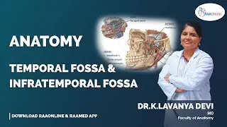 Temporal Fossa & Infratemporal  Fossa
