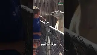 Why Alpacas Spit On People?