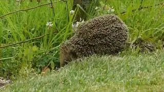 A nice video of a hedgehog where nothing bad happens at all.