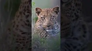 Photographer 