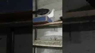 Erzurum kumrusu pala recep