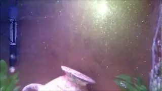 How to make your own sparkling aquarium background