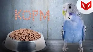 КОРМ ИЛИ ВЫХОД?