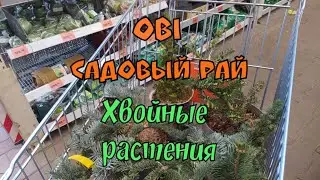 OBI - Garden Paradise. Purchase and storage of conifers on the balcony until spring. St. Petersbu...