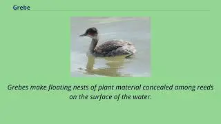 Grebe