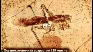 Окаменелые останки опровергают теорию эволюции/1