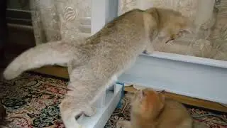 Dai's cat is raising naughty kitten Tao